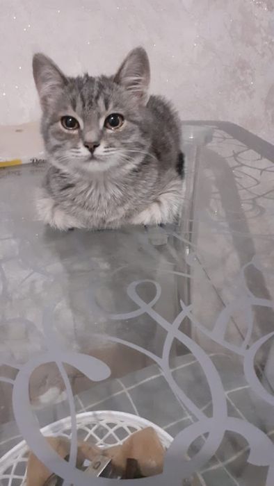 Котенок в добрые руки