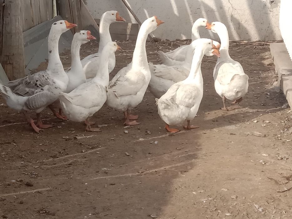 Продам гусей порода линда.