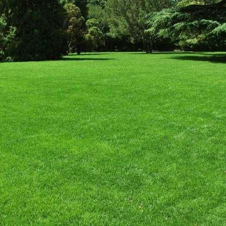 Oferim servicii de gradinarit, cosit vegetatie, toaletare gard viu