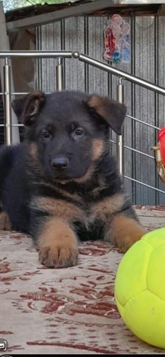 Чистокровные щенки Немецкой овчарки