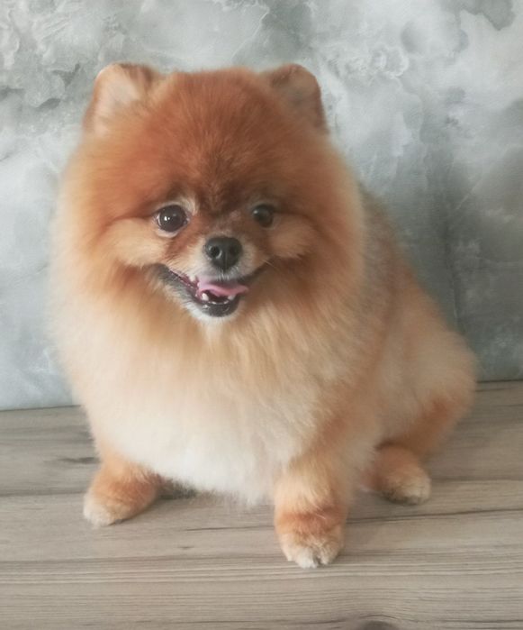 Груминг, стрижка кошек и собак