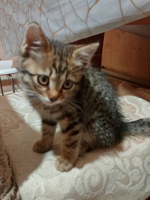 Отдам котенка в добрые руки