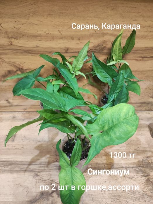 Сингониум 1  сингониум