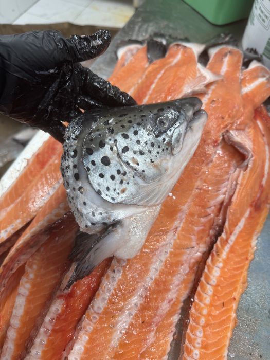 Головы Семги 200 тг, РЫБА