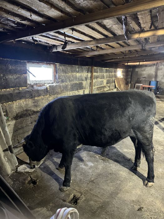 7 быков молодые племенные