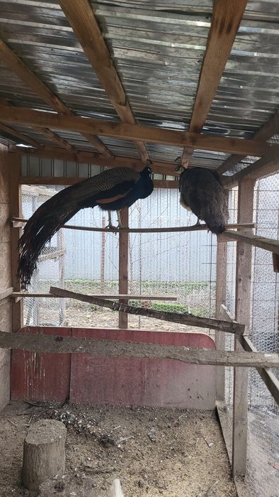 Pereche pauni maturi