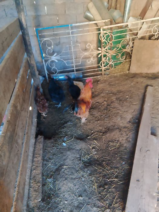 Тауыктар сатылады