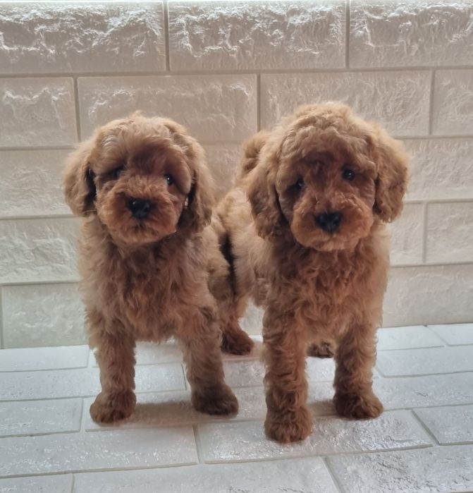 Той Пудел Мини Пудел