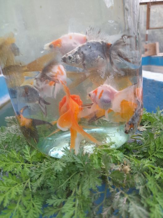 Продаётся Аранда  рыби