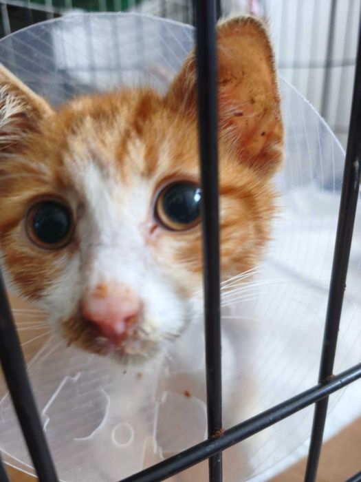 Подарявам мъжко коте на 3 месеца