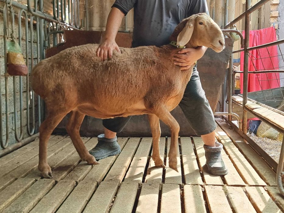 Arashan zoti, sifatli, baquvvat, sog'lom, sovliq qo'ylar sotiladi