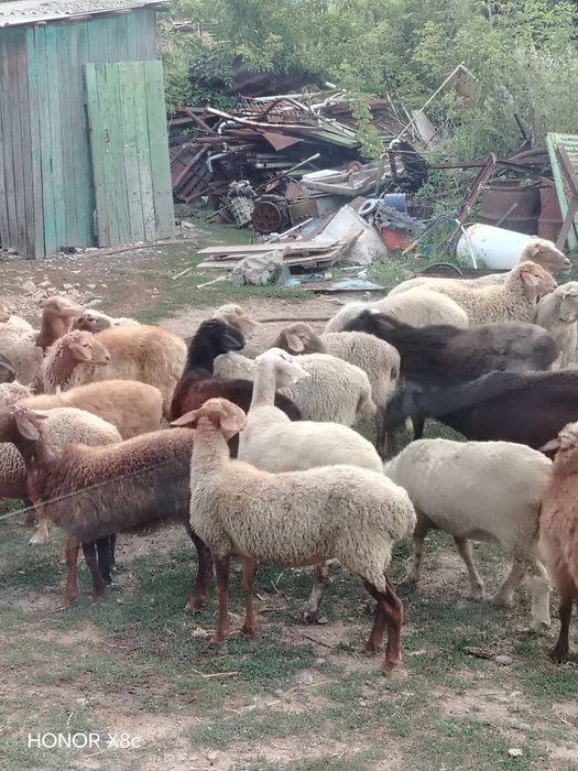 Продам баранов оптом.