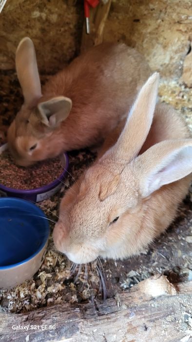 3 iepuri de dat  300 lei toti