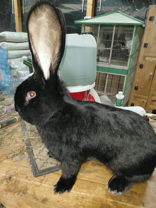 Mascul Urias German Negru