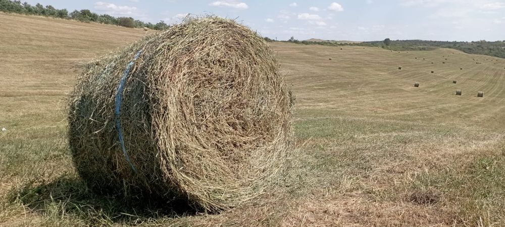 Baloți lucernă coasa a doua