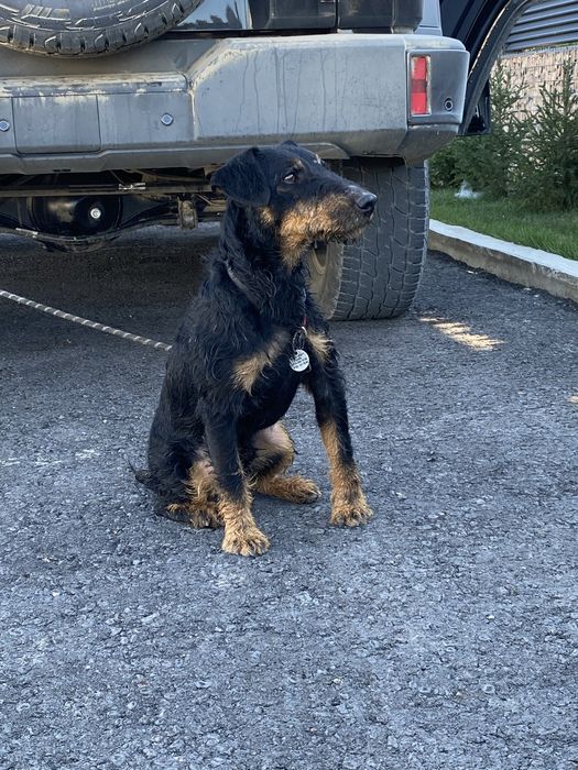 Ягдтерьер. Готов к вязке