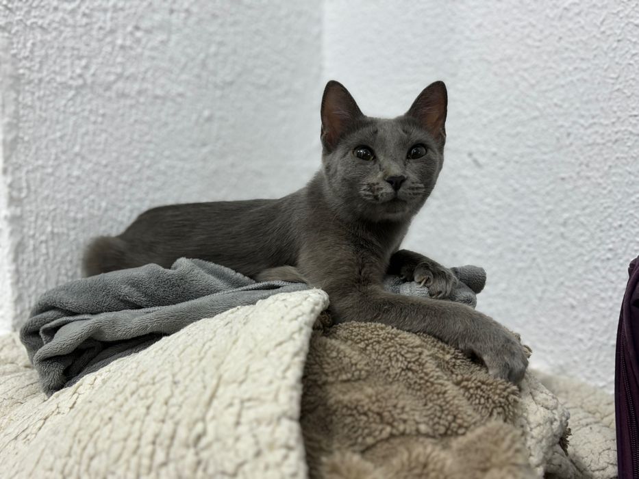 Котенок девочка серый