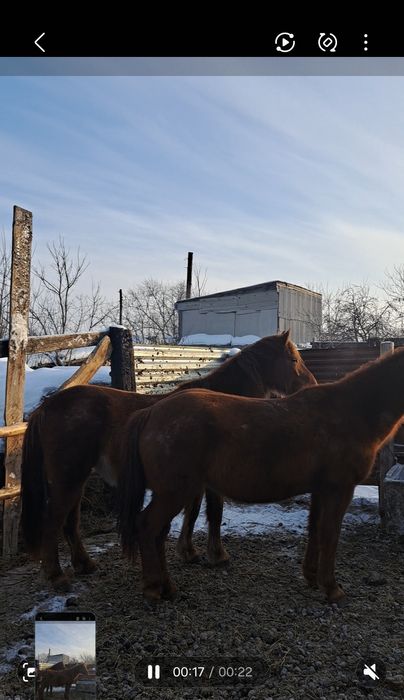 Екі бас жас бие сатам