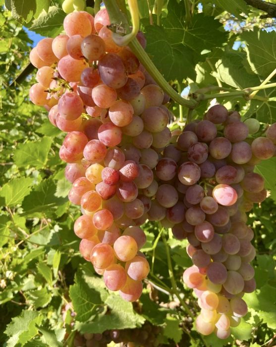 ДАЧА МЕДЗАВОД. баня, гараж,