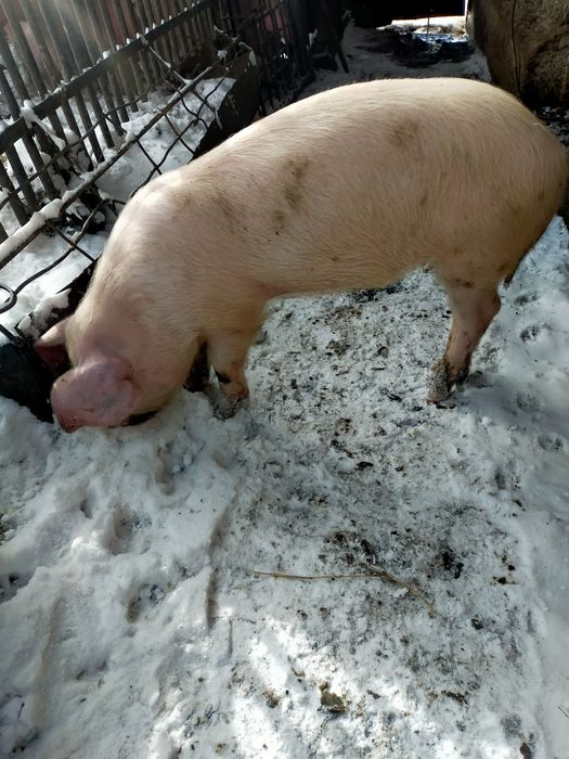 Продам поросят 3мес