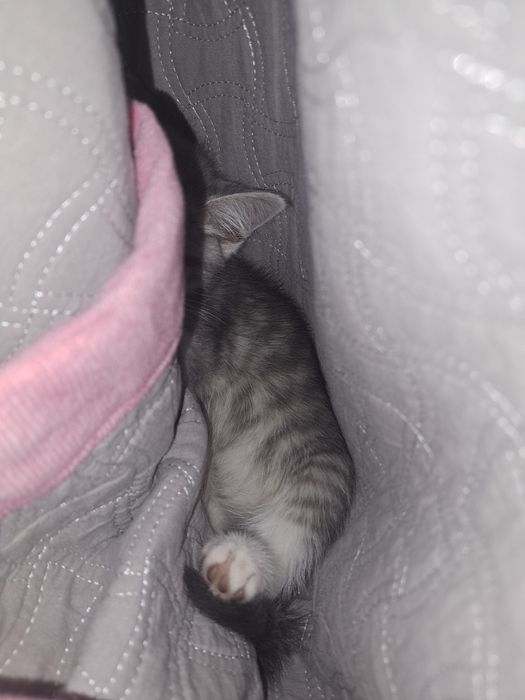 Котёнок девочка!!