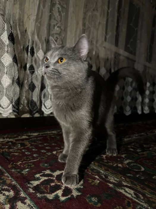Продам кошку,пародистая