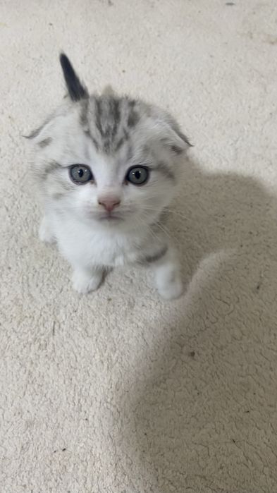 мысық 1 айдан кетті туылғандарына тамақ жейді