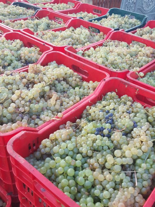 Struguri de vin deținem vie proprie