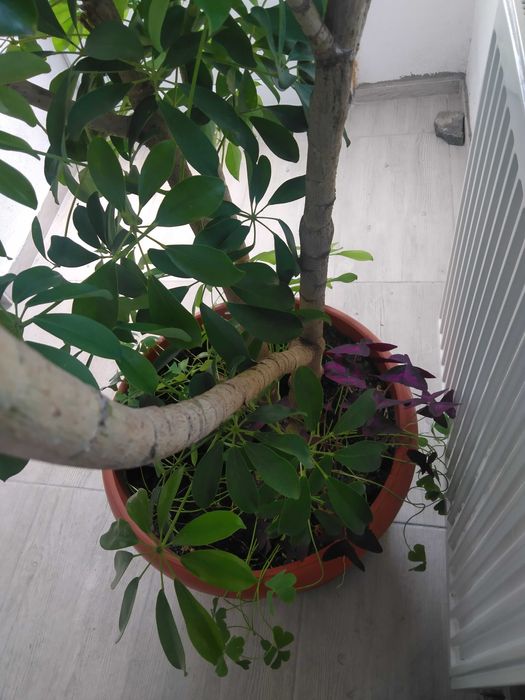 Vând o plantă Schefflera h=~ 1,5 m