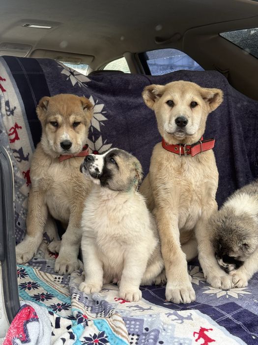 Щенки Алабай тобета