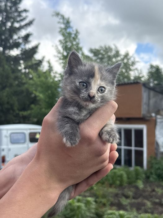 Одам котят в добрые руки