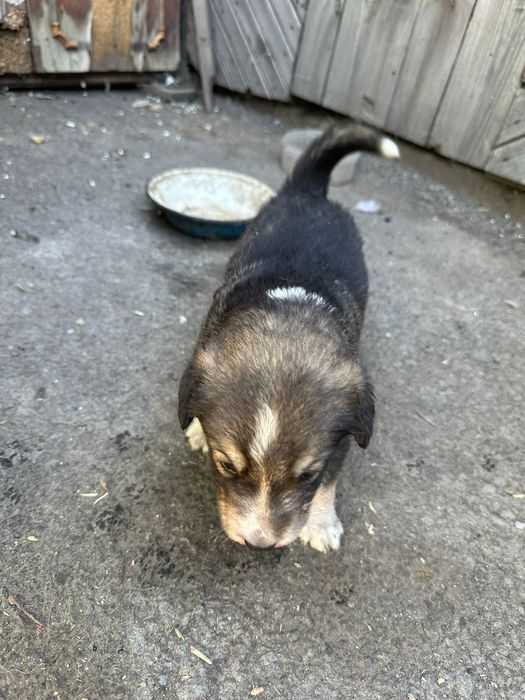 Благородная порода двор терьер