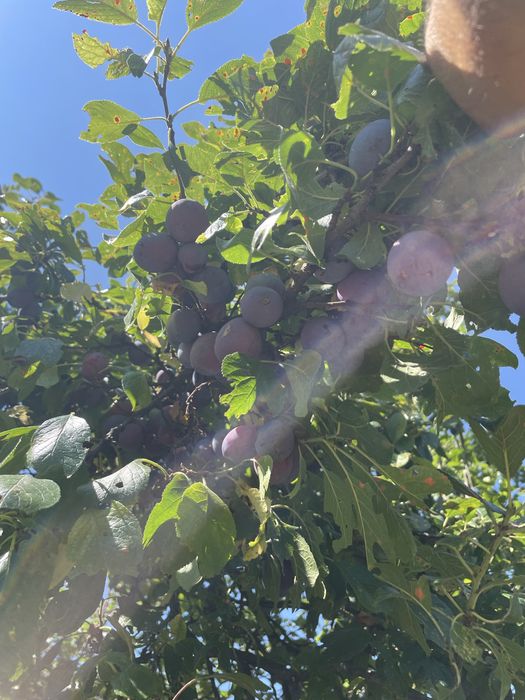 Vand prune de vara albe
