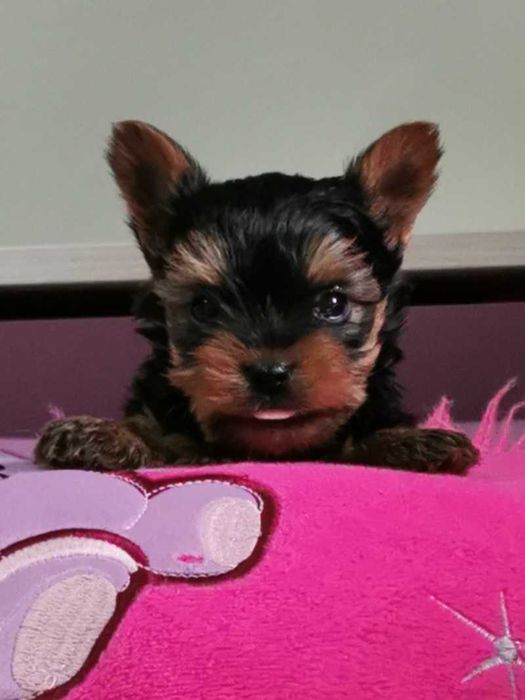 Йоркширски териер