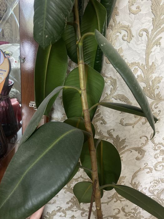 фикус каучуконосный (Ficus elastica).