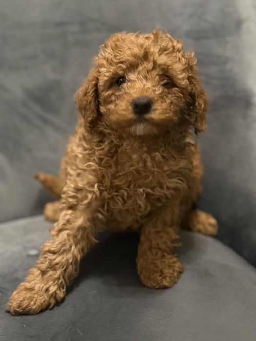 Poodle talia mare