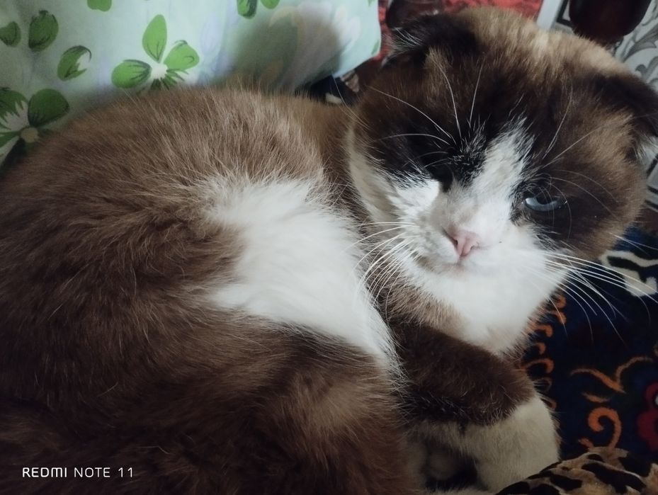 Продается породистый кот веслоухий 9 месяцев