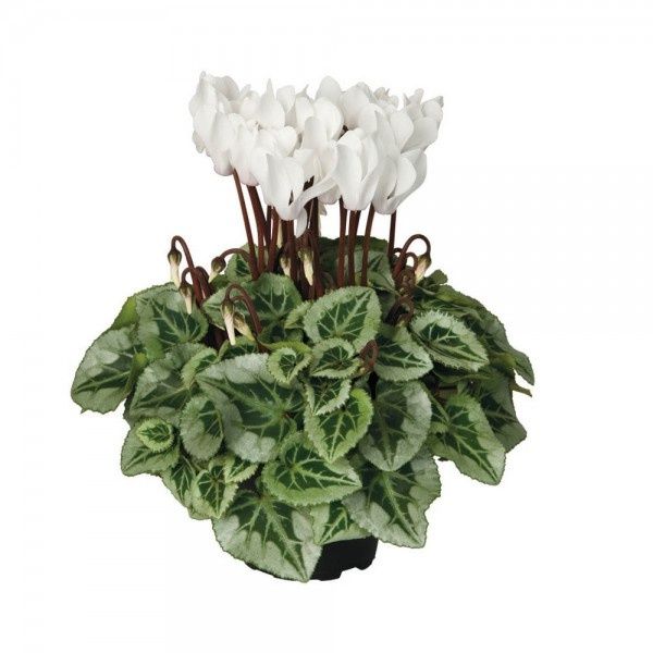 Цикламен Пикассо!