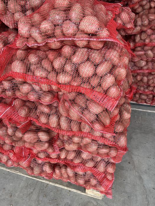 Cartof rosu de consum