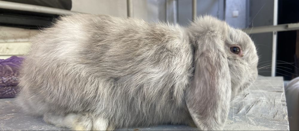 Quyon baran yangiyol