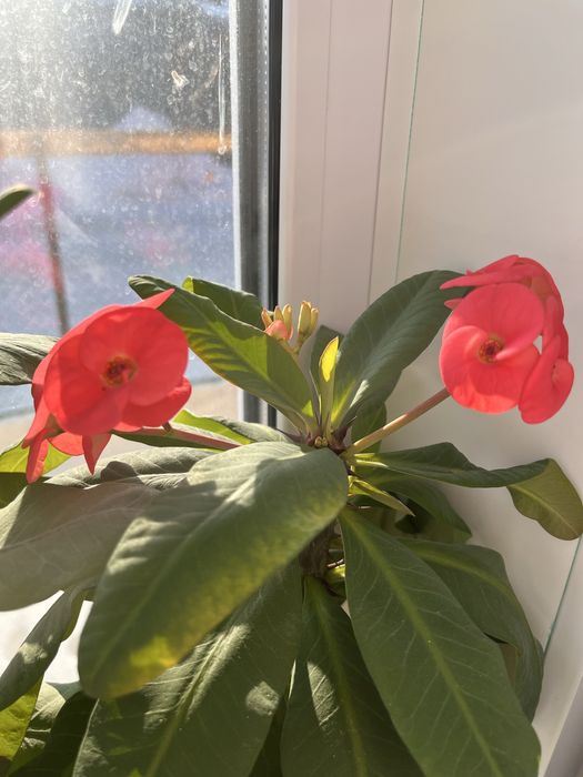 Продам не дорого