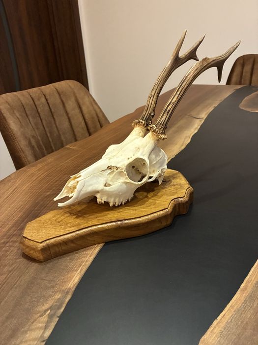 Трофей от сръндак с поставка