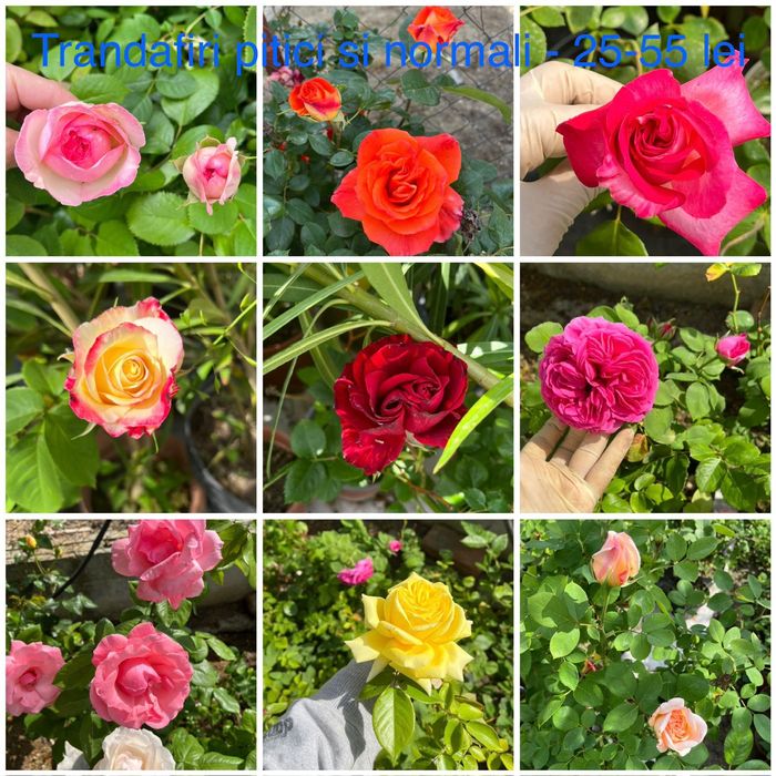 Glicina, trandafiri, leandru, palmier, eden rose