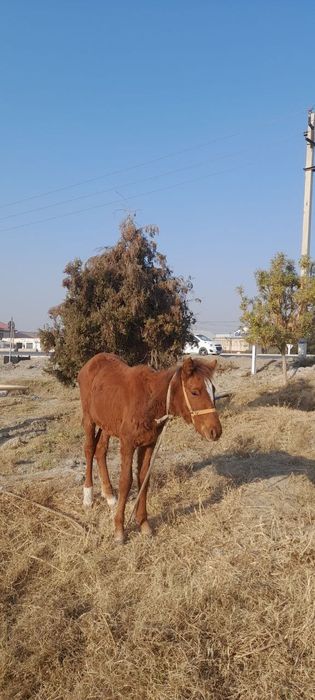Тойлар сотилади.