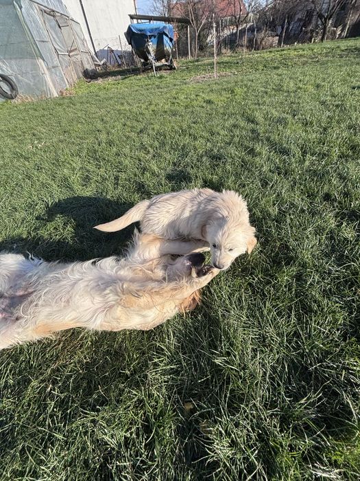 Голдън  Ретривър кученца