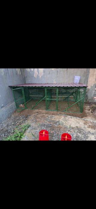 Tovuq katak xasanboyda turibti