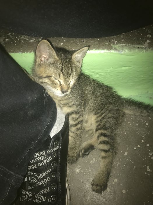 Отдам котенка в хорошие руки