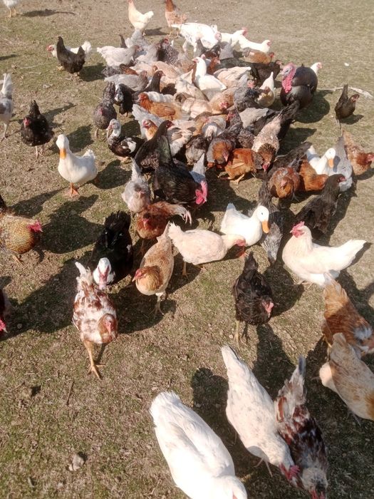 Тауықтар сатылады