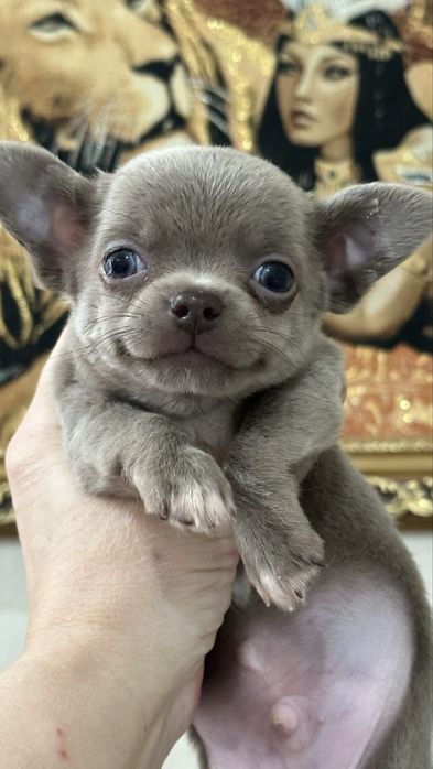 Очаровательный малыш чихуахуа