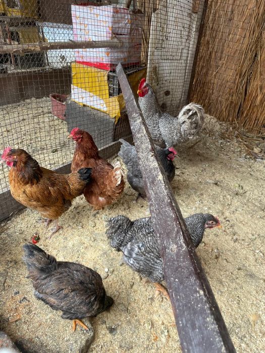 Продам молодых домашних кур